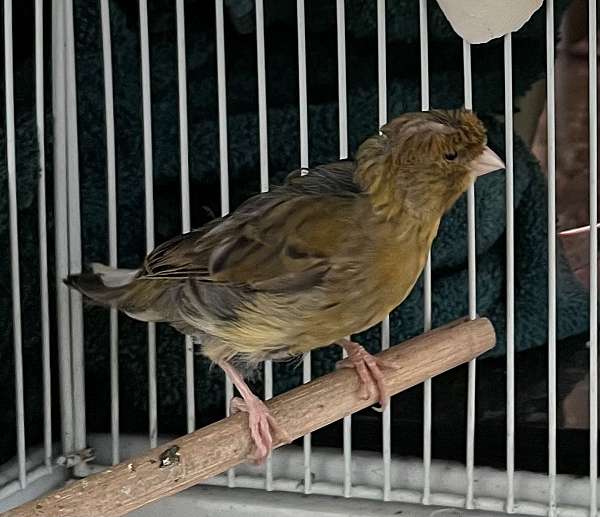 female-crested-canary-for-sale