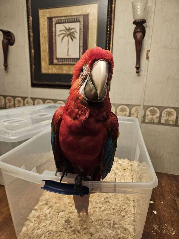 macaw-for-sale