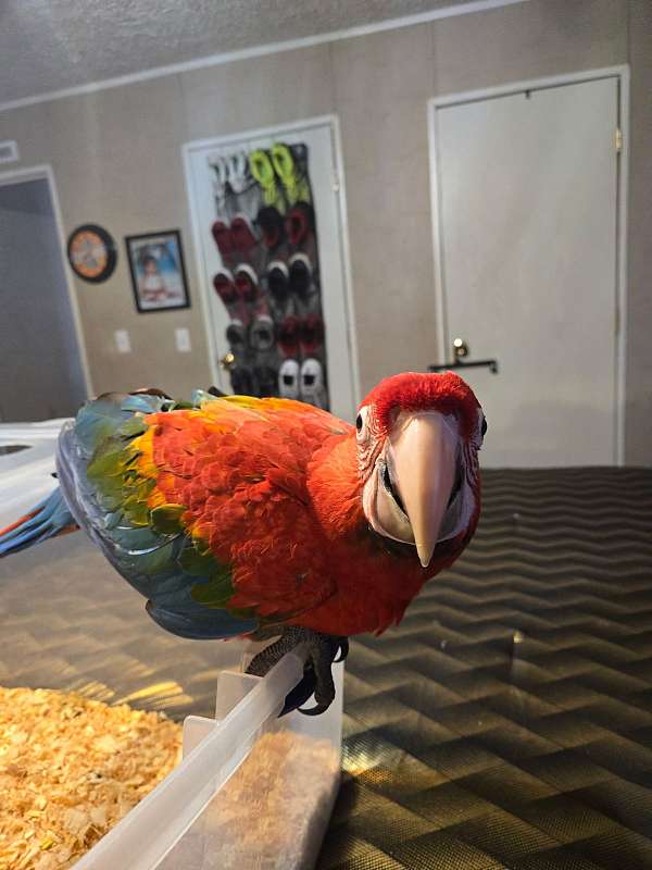 macaw-for-sale