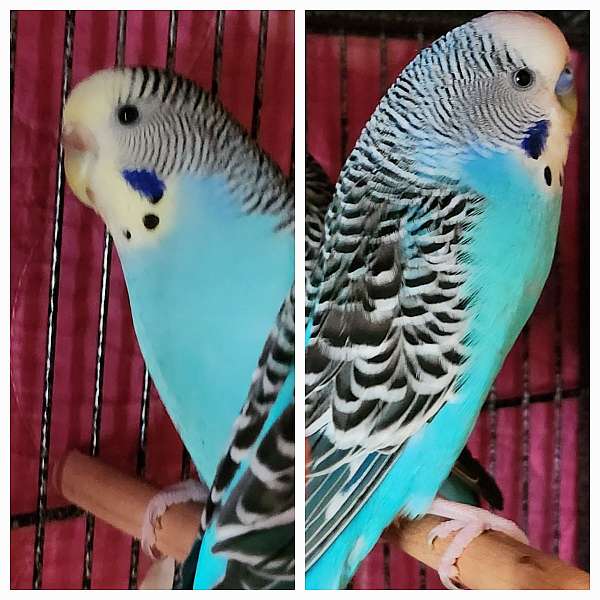 parakeet-for-sale-in-northport-al