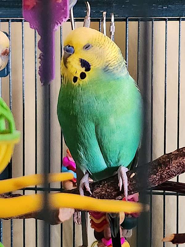 adult-bird-for-sale-in-northport-al