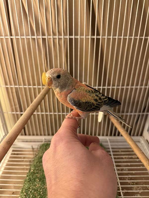 handfed-quiet-bird-for-sale-in-louisville-ky