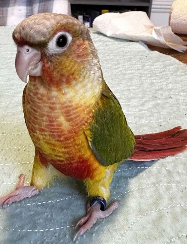 green-cheek-conure-for-sale