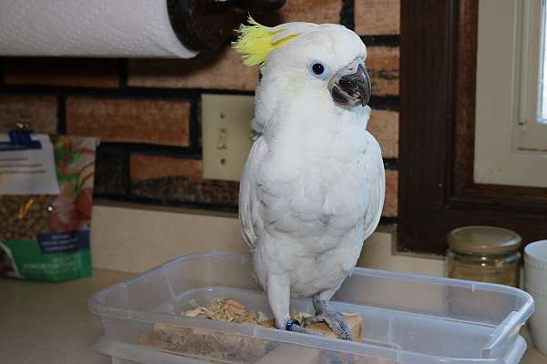 triton-cockatoo-for-sale