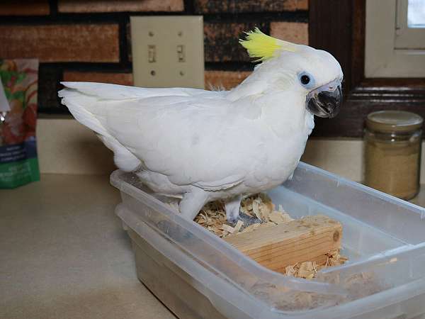 triton-cockatoo-for-sale-in-saint-paul-mn