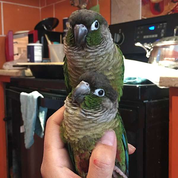 green-cheek-conure-for-sale-in-memphis-tn