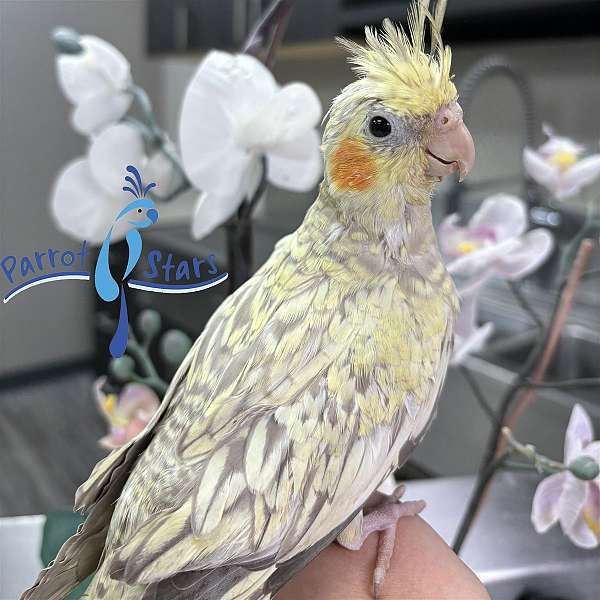 cockatiel-for-sale