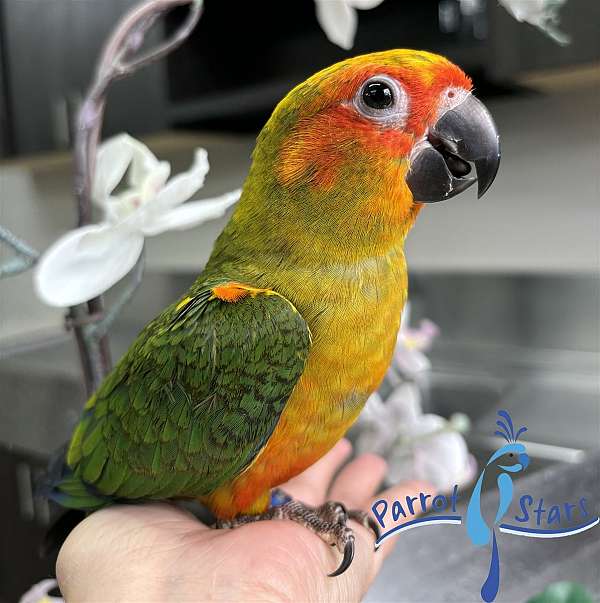 sun-conure-for-sale