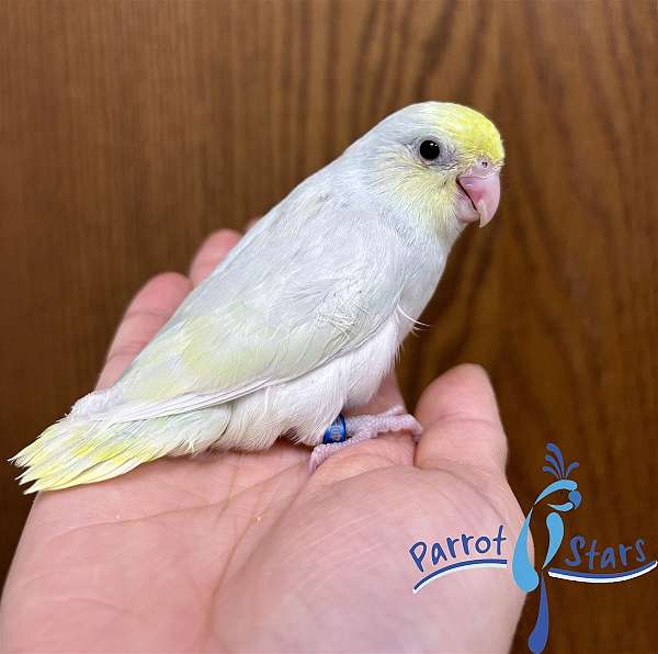 pacific-parrotlet-for-sale