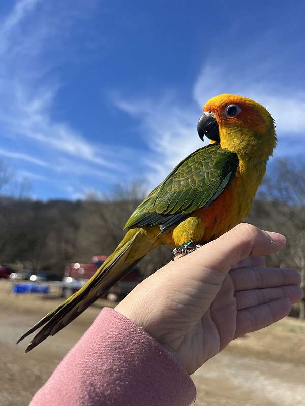 sun-conure-for-sale-in-toney-al