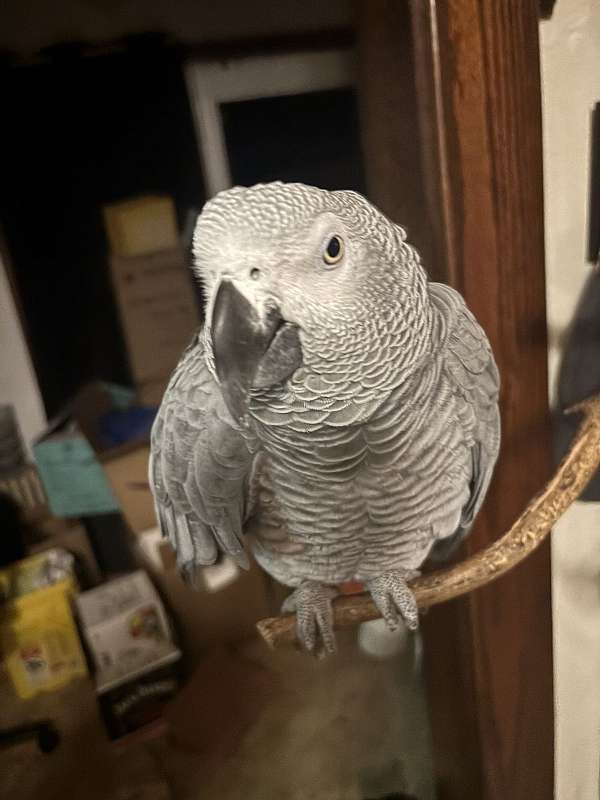 african-grey-parrot-for-sale-in-austin-mn