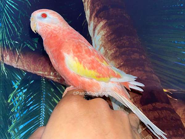 parakeet-for-sale