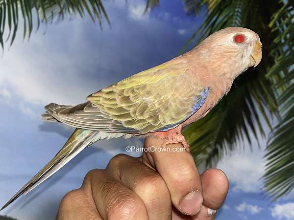 parakeet-for-sale