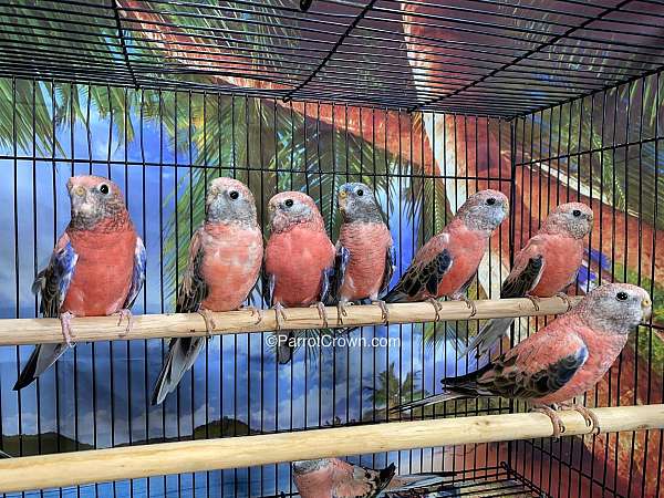 parakeet-for-sale