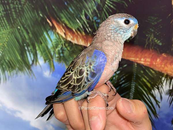 parakeet-bourke-parakeet-for-sale-in-los-angeles-ca