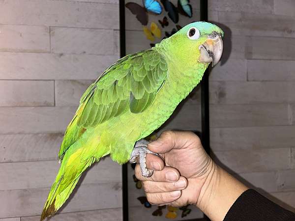 mealy-amazon-parrot-for-sale-in-los-angeles-ca