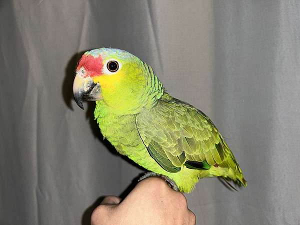 red-lored-amazon-parrot-for-sale-in-los-angeles-ca