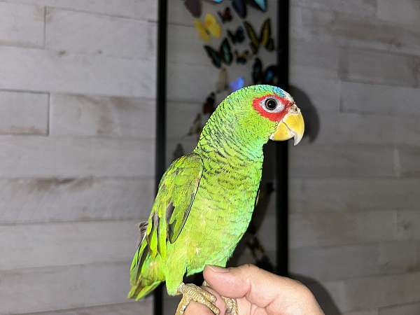 amazon-parrot-for-sale