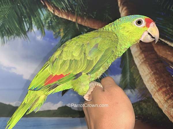 red-head-amazon-parrot-for-sale-in-los-angeles-ca