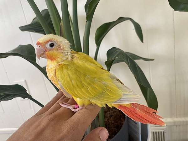 conure-green-cheek-conure-for-sale-in-danville-va