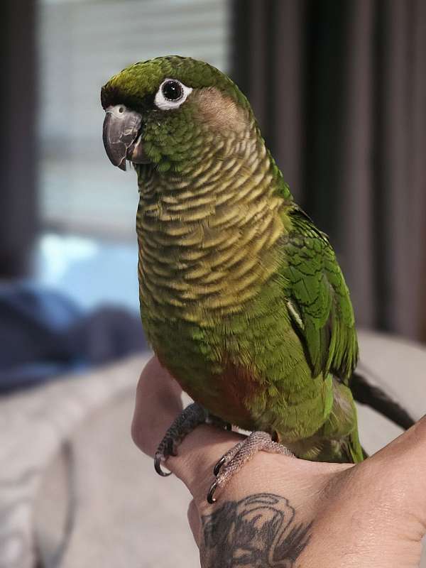 conure-for-sale-in-granbury-tx