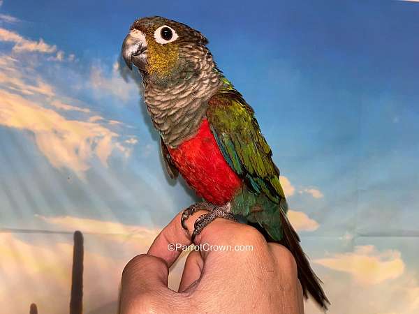 conure-crimson-bellied-conure-for-sale-in-los-angeles-ca