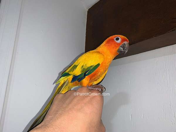 conure-for-sale