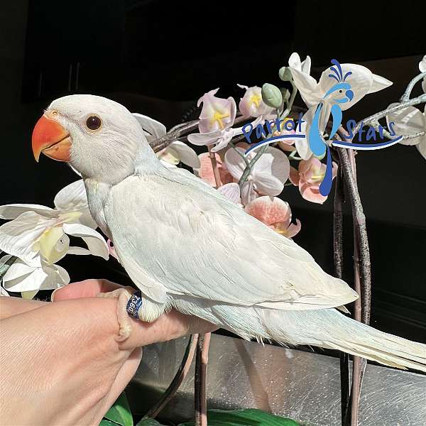 ringneck-parakeet-for-sale