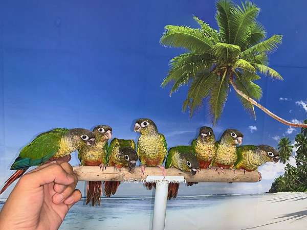 conure-for-sale