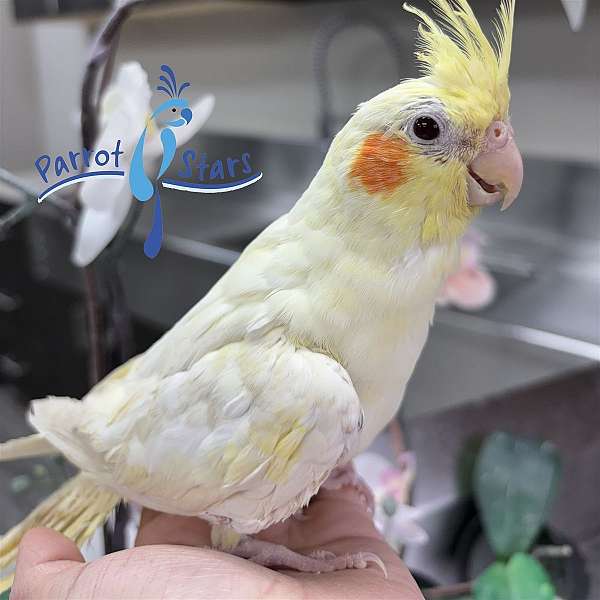 cockatiel-for-sale