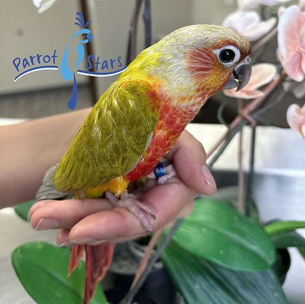 green-cheek-conure-for-sale