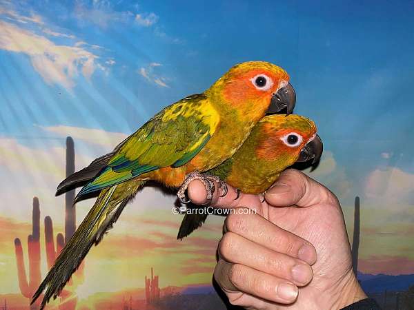 conure-for-sale