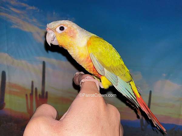 conure-for-sale