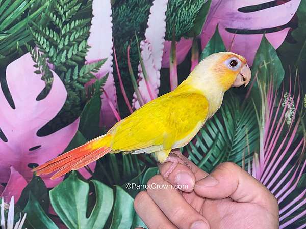 conure-for-sale