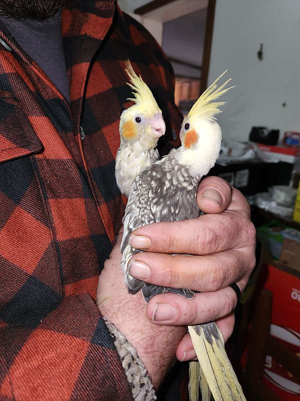 pearl-pied-bird-for-sale-in-north-carolina