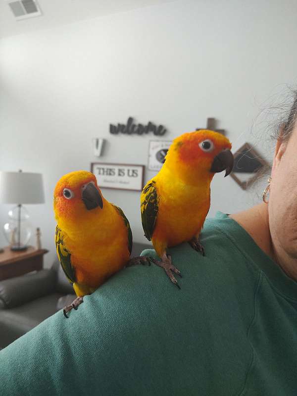 sun-conure-for-sale-in-prosperity-sc