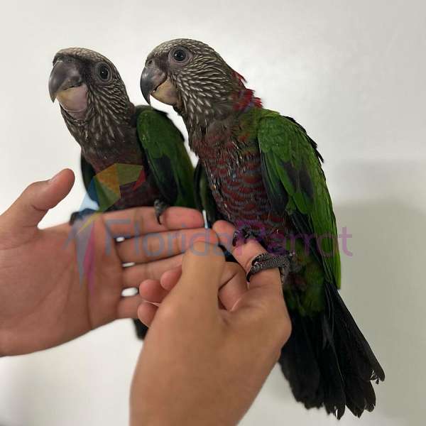 parrot-for-sale