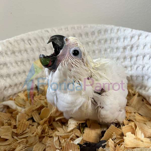 umbrella-cockatoo-for-sale