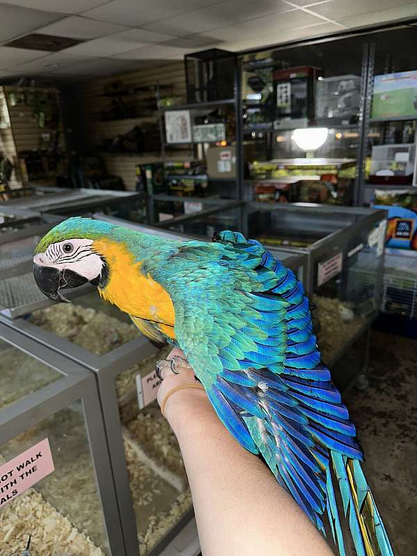 blue-gold-bird-for-sale-in-st-petersburg-fl