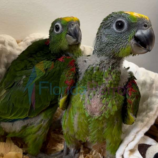 rare-yellow-crown-amazon-parrot-for-sale