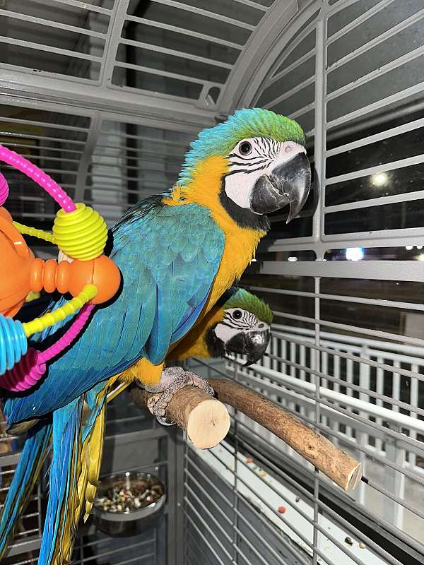 blue-gold-macaw-for-sale