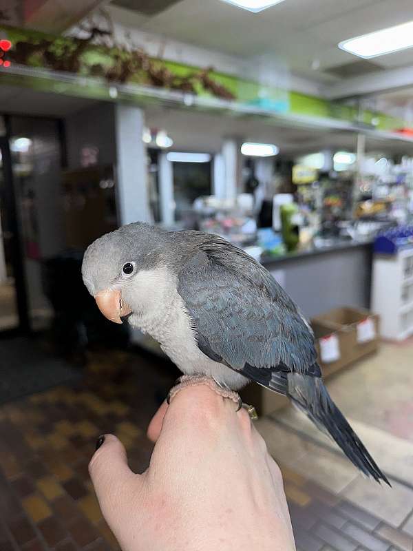 cobalt-bird-for-sale-in-st-petersburg-fl