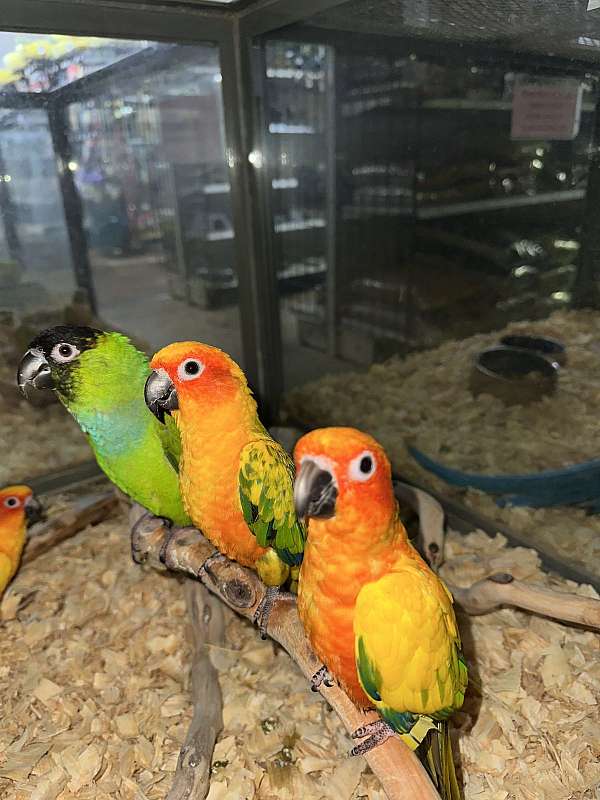 conure-for-sale