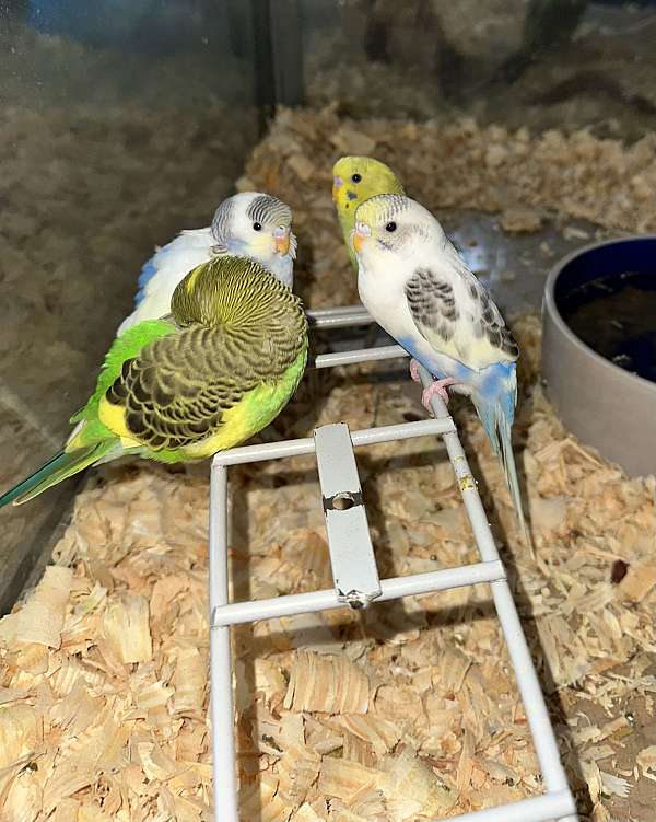 budgerigar-parakeet-for-sale-in-st-petersburg-fl