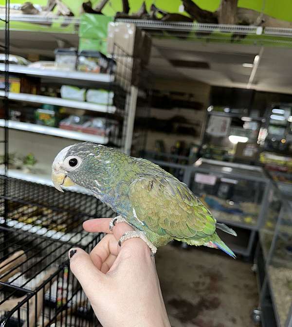 pionus-parrots-for-sale-in-st-petersburg-fl