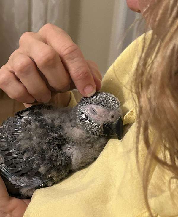 bird-adoption-in-tampa-fl