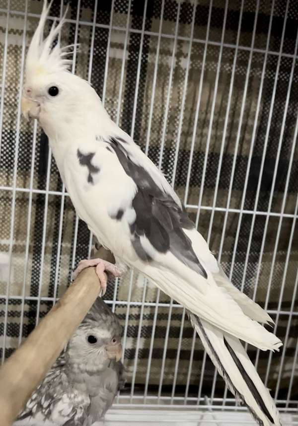 cockatiel-for-sale