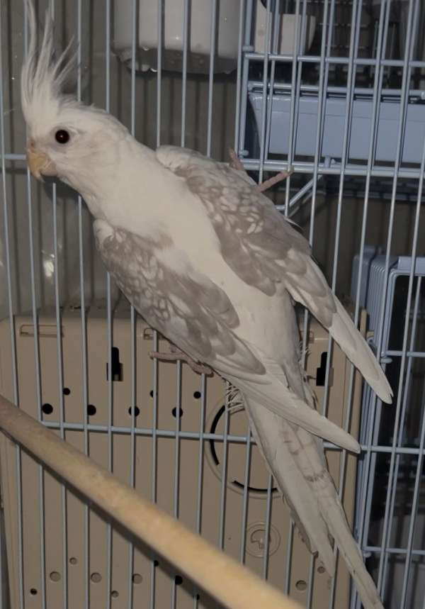 cockatiel-for-sale