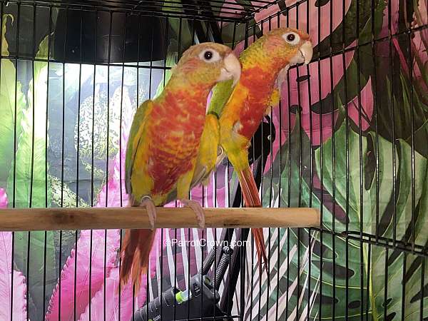 conure-for-sale