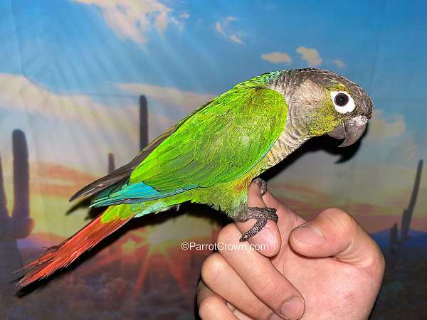 conure-for-sale